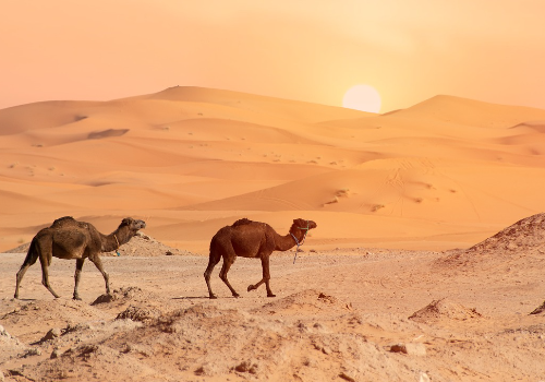 7 Days Desert Tour from Fes to Marrakech